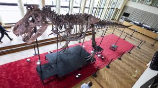 T-Rex iskeleti açık artırmayla 6,2 milyon dolara satıldı