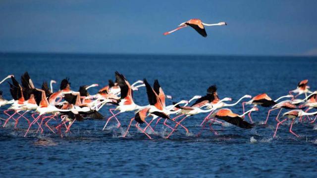 Flamingoların ilk kafilesi Van Gölü'ne geldi