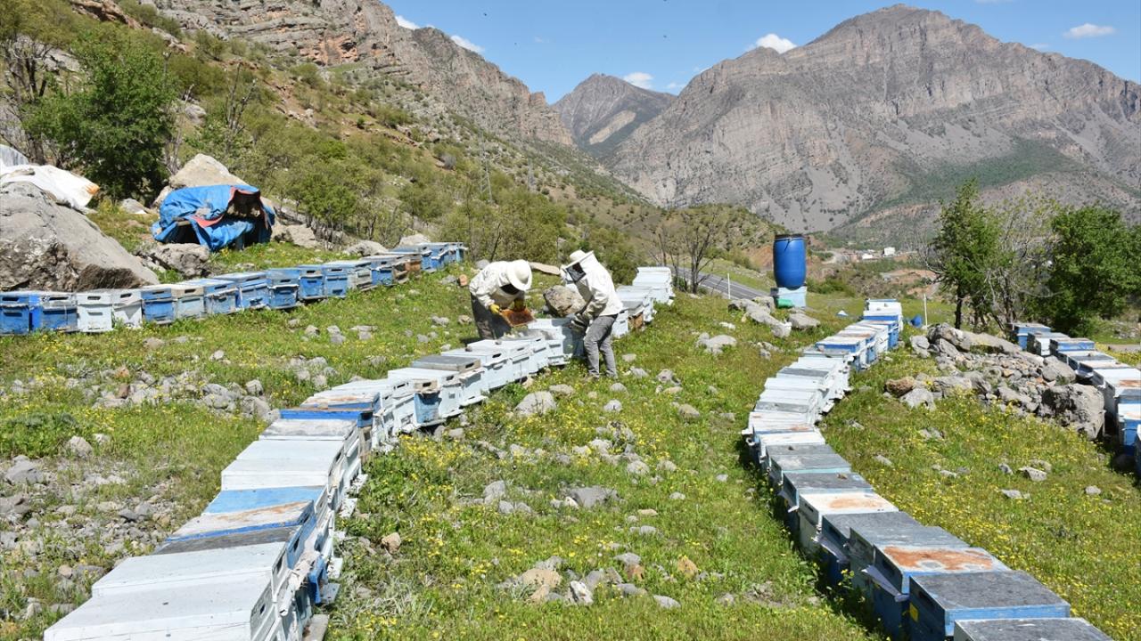 "Kovan başı 20-25 kilogram bal bekliyoruz"