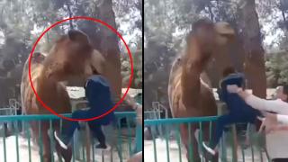 Hayvanat bahçesinde korku dolu anlar