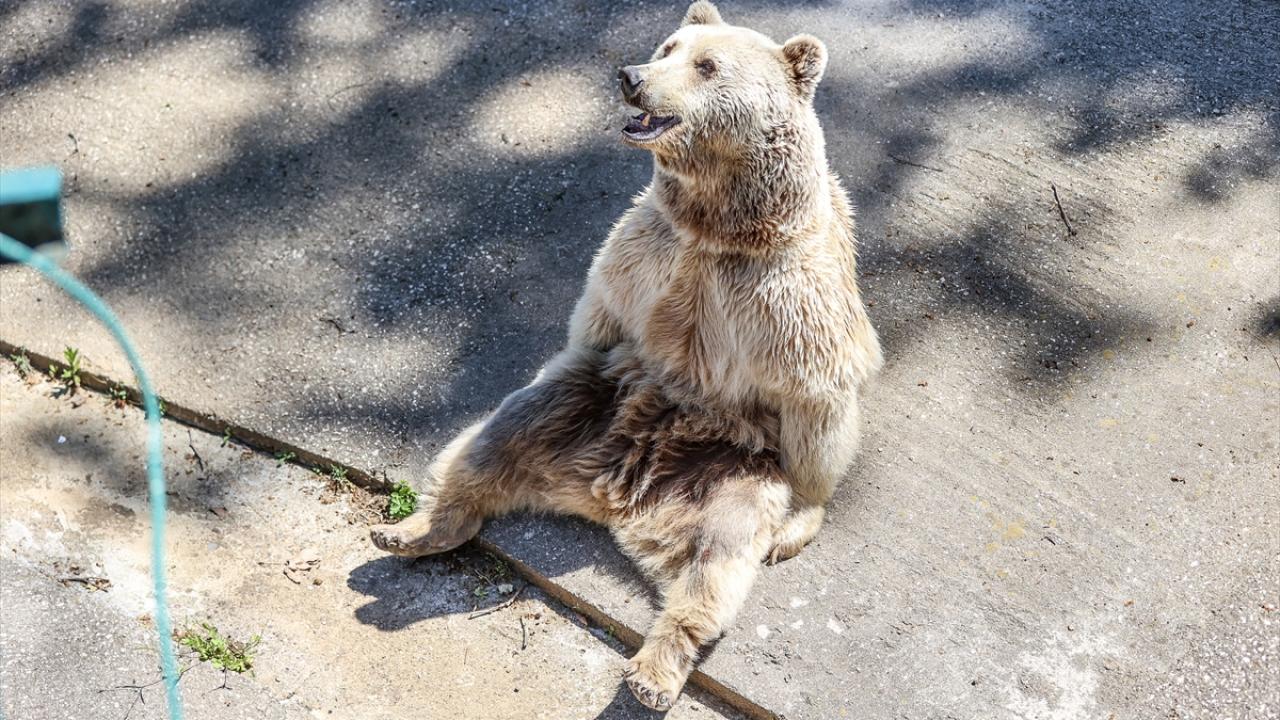 Fırında ayılar için fıstıklı, pekmezli, meyveli ekmek üretiliyor
