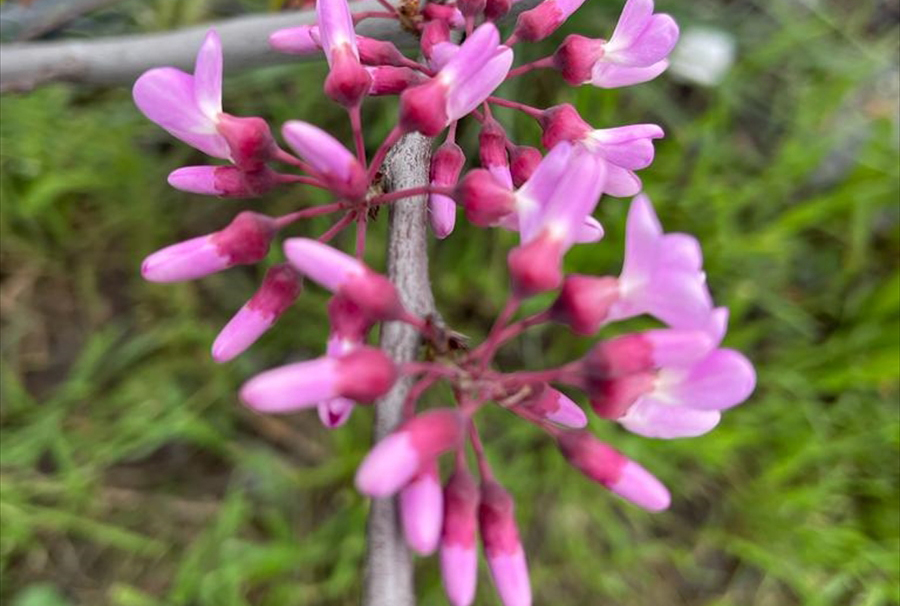 Boğmaca ve göğüs kanseri tedavisinde kullanılmış