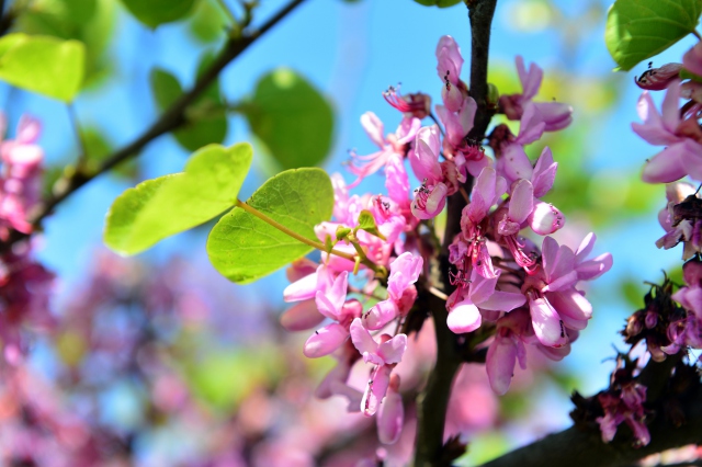 "Çiçekleri yapraktan sonra çıksa bu kadar etkileyici olmazdı"