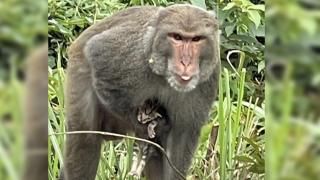 Makak maymunu yavru kediyi kaçırdı