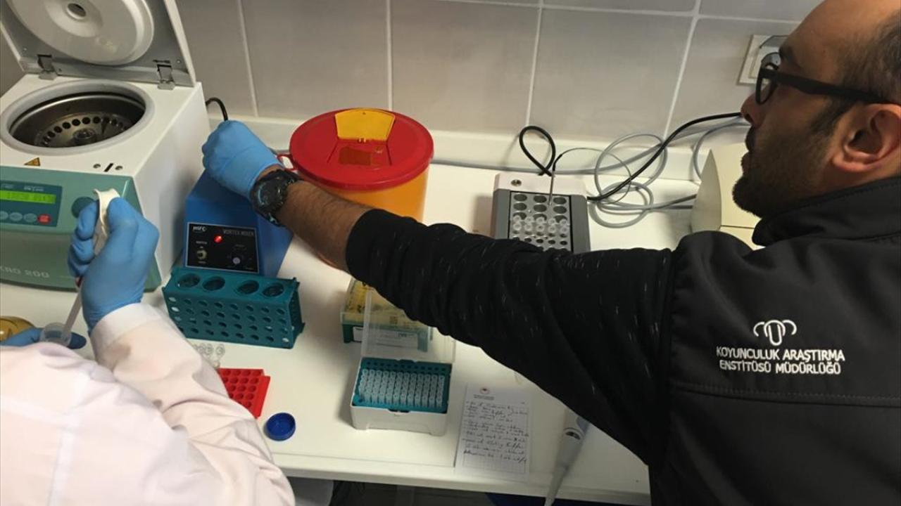 Hayvan ırklarının geliştirilmesiyle ilgili projeler