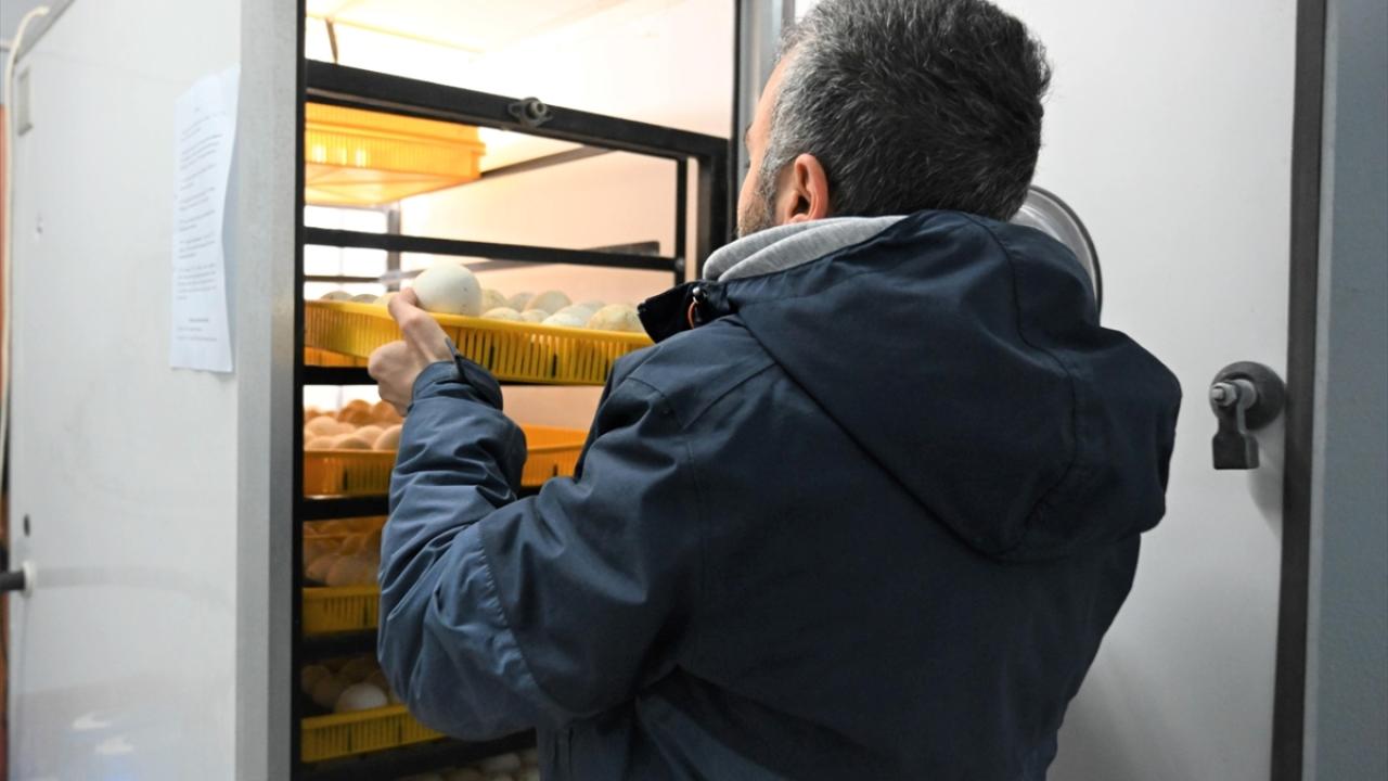 "36 derecenin üzerindeki her 1 derecelik artış, hayvanın et ve süt verimini olumsuz etkiliyor"