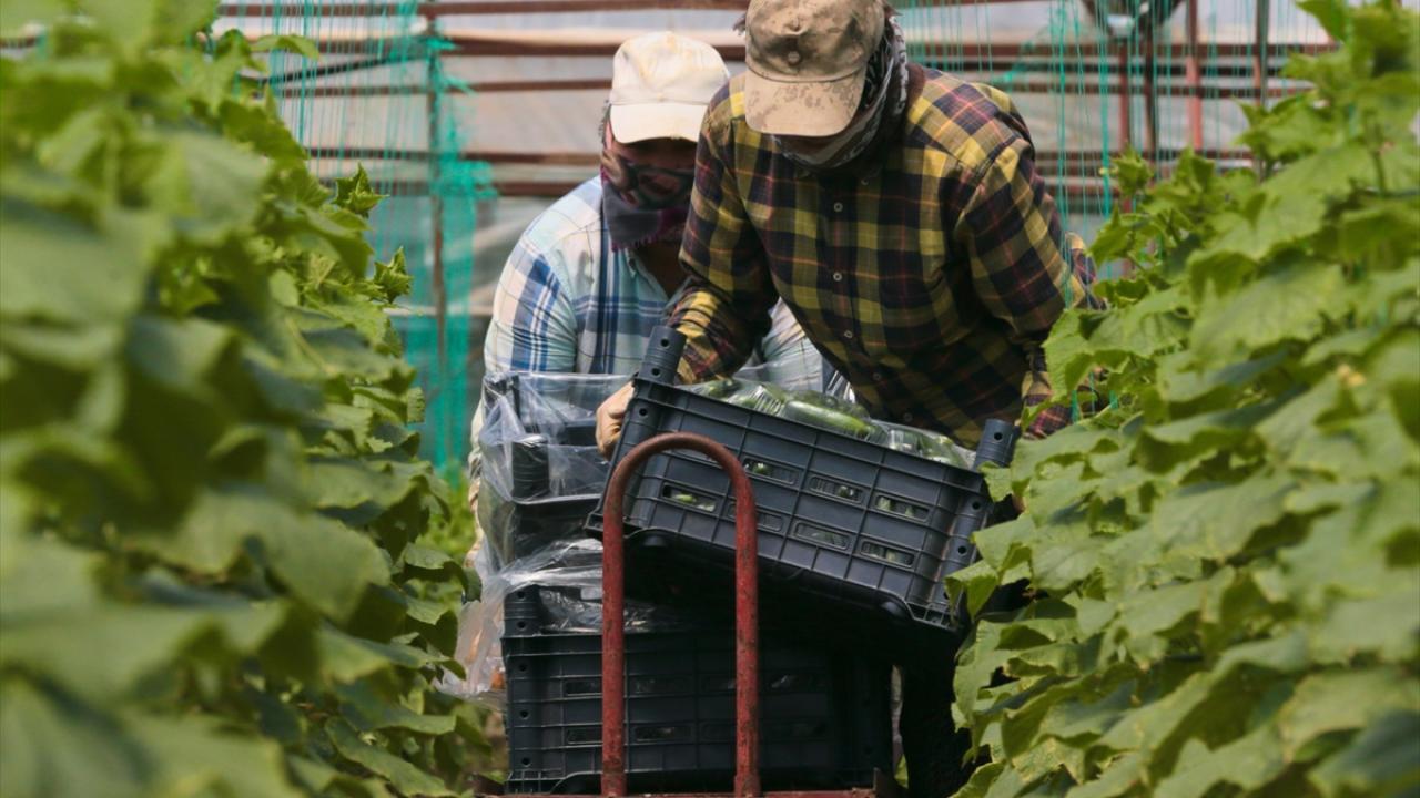 İşçi bulmak sıkıntı