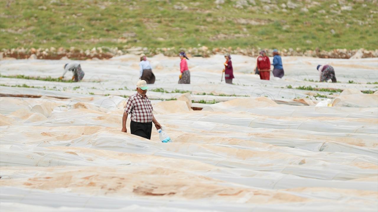 "Yaklaşık 30 şehrimize buradan salatalık, domates, biber gönderiliyor"