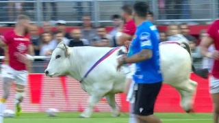 Sahaya giren boğa, sporcuları kovaladı