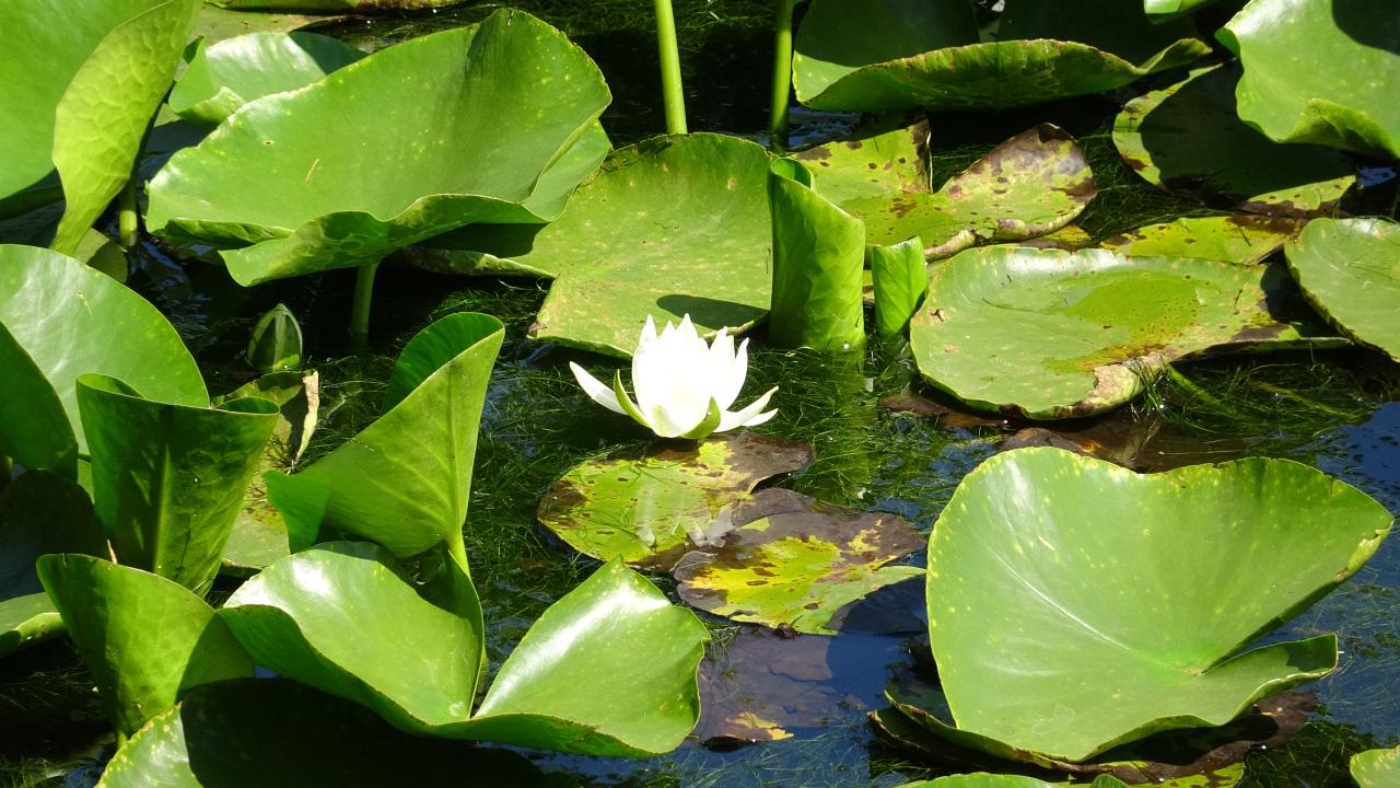 Nilüferleri koparanlara 244 bin TL ceza kesiliyor