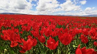 Laleler açtı Muş Ovası kırmızıya büründü