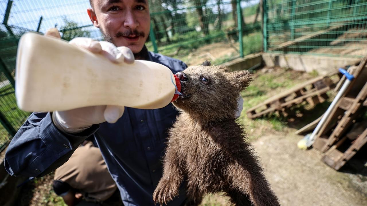 "Yavrularımız yaklaşık 2,5 aylık"