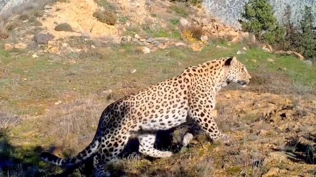 Amanos`tan İzmir`e yayılım