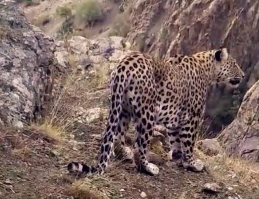 18 ilde 1000`in üzerinde fotokapan