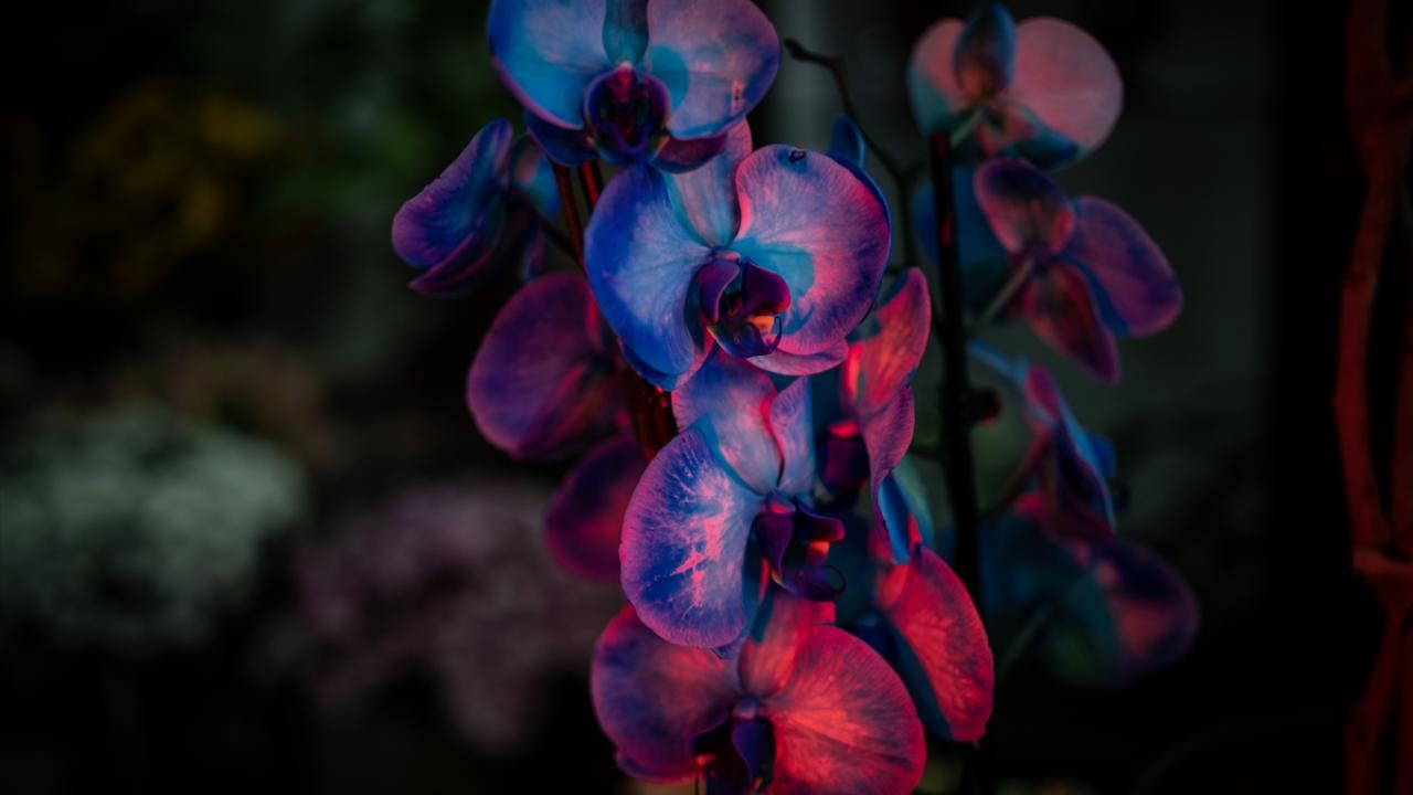 "Seyyar çiçekçilere izin verilmemeli"