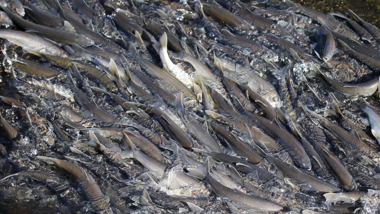 "Balıklar kaçak avcılığın yanı sıra kuraklıkla da mücadele ediyor"