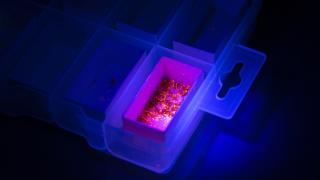 Arjantin’de dang humması ile mücadelede nükleer teknoloji kullanılmaya başlandı