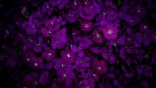 Anneler için 51 tır çiçek hazır