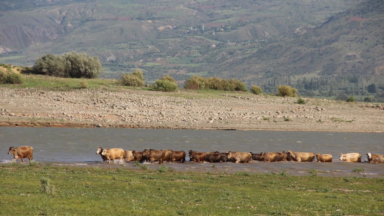 "Su seviyesi piknik alanına kadar gelmiş durumda"