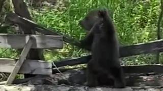 Annesini kaybeden 'Bobo' köylüler sayesinde koruma altına alındı