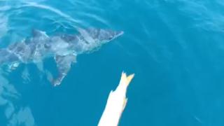 Köpekbalığından balıkçı teknesine taciz