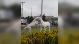 Heykelleri gerçek sanan at şaha kalktı