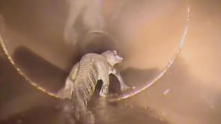 Yağmur suyu borusunda 1,7 metrelik timsah görüldü