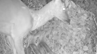 Yavru karacaların annelerine kavuşma anı böyle görüntülendi