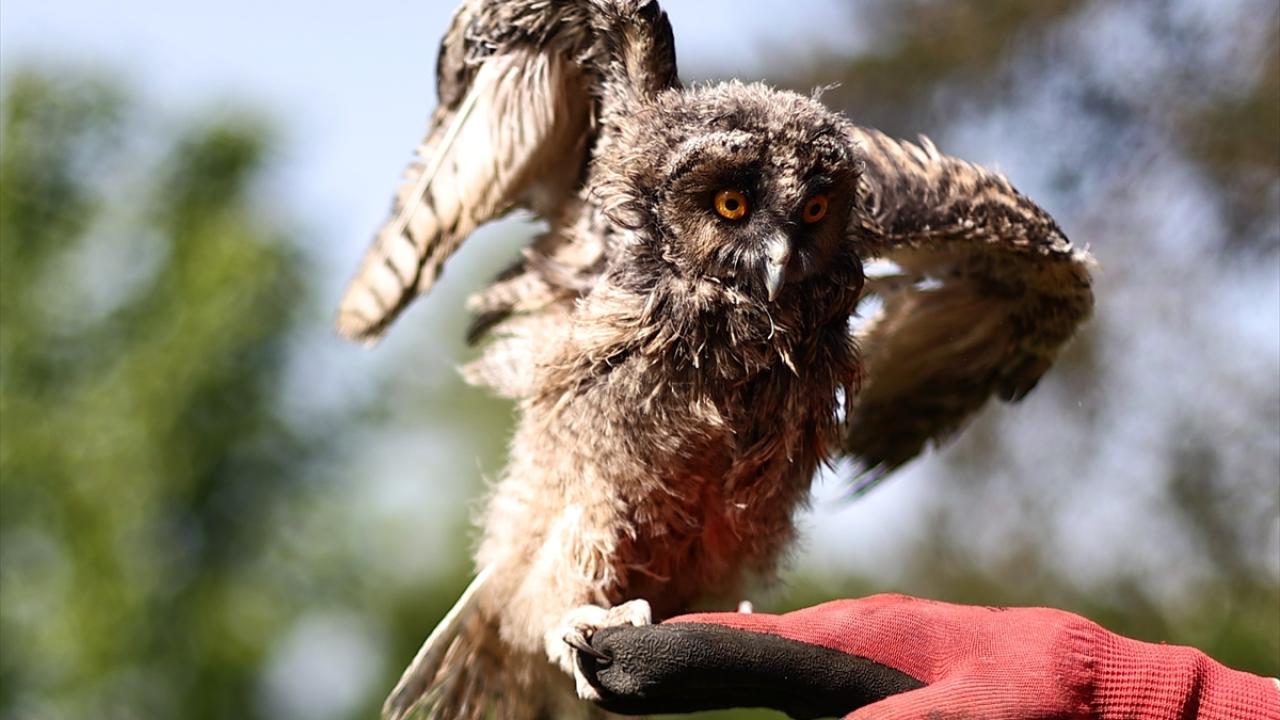 "Doğaya kanat çırpıp özgürlüğüne kavuşur inşallah"