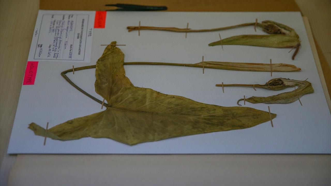 Osmaniye tirşiği, bilinen ikinci endemik tür oldu