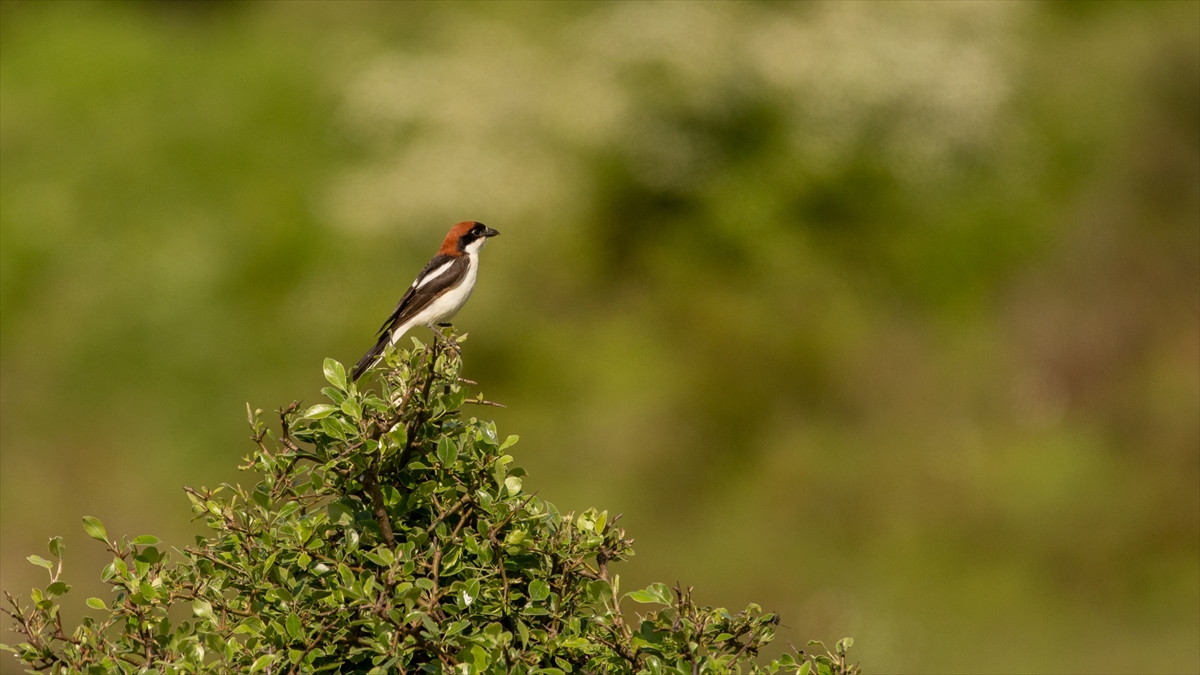 Kızılbaşlı Örümcekkuşu
