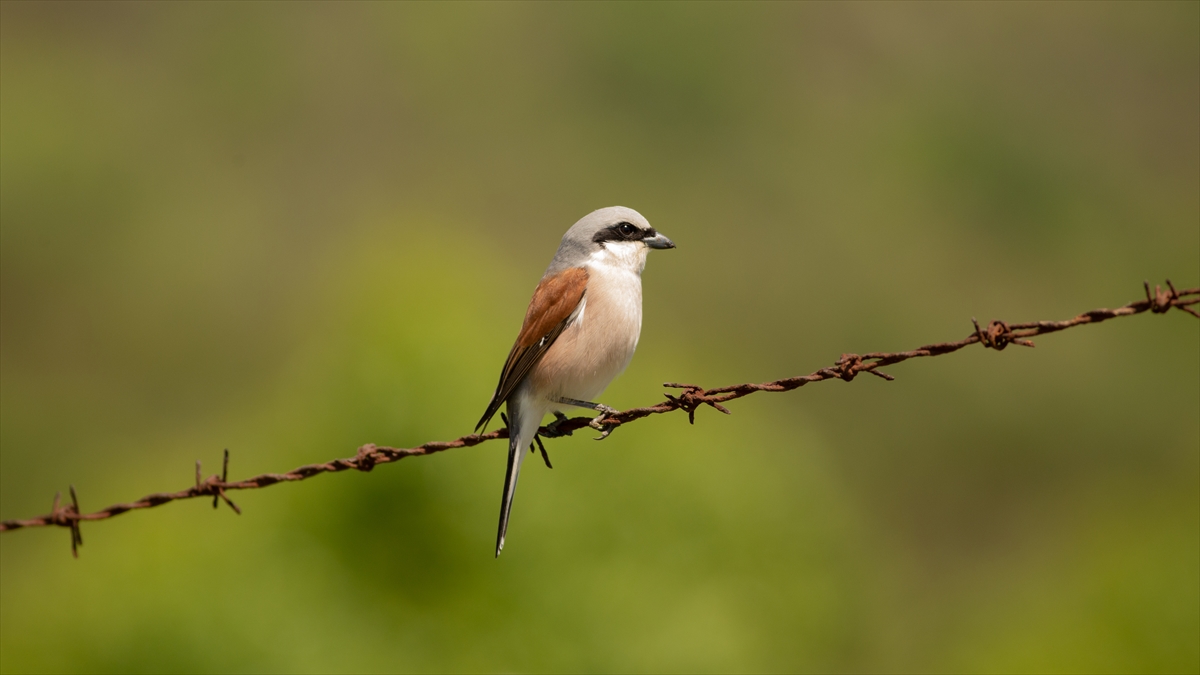 Kızılsırtlı Örümcekkuşu