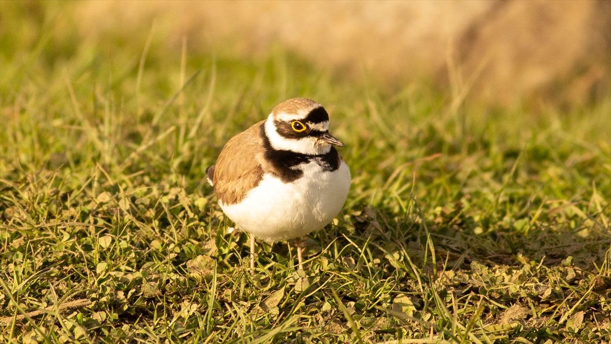 Halkalı Küçük Cılıbıt