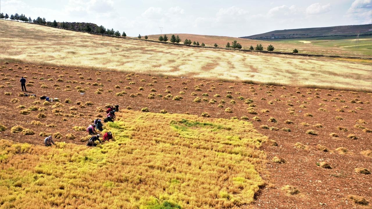 Hububatta yüksek rekolte bekleniliyor