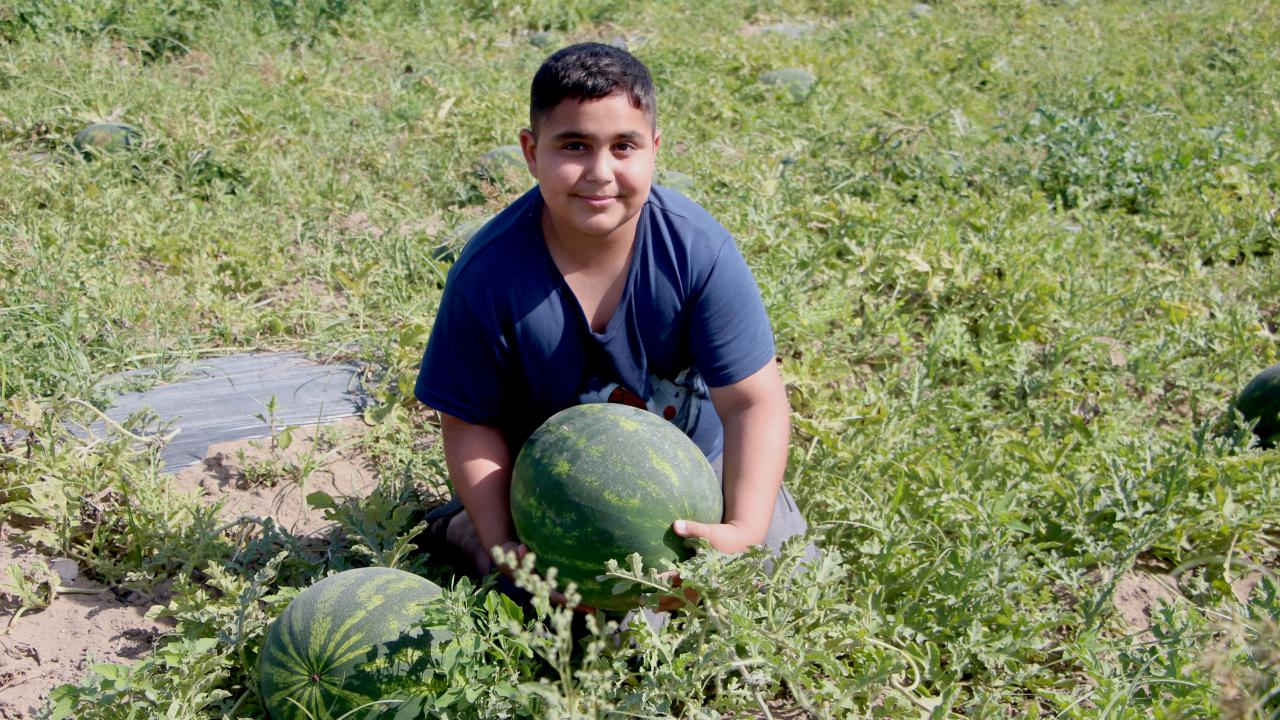Karpuzlar daha da olgunlaştı