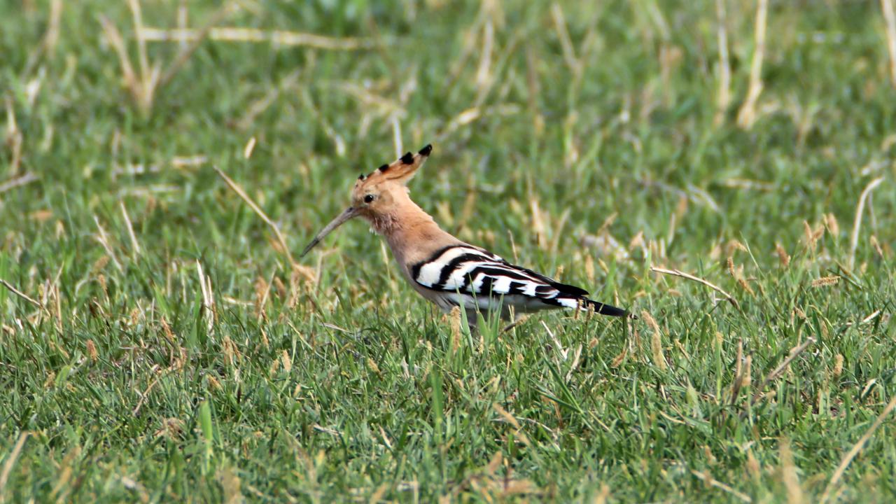 "Göçler halen devam ediyor"