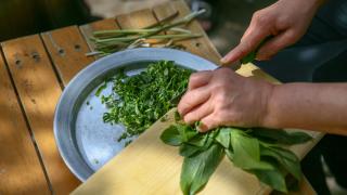 Osmaniye'de keşfedilen tirşik otunun yeni türü literatüre kazandırıldı
