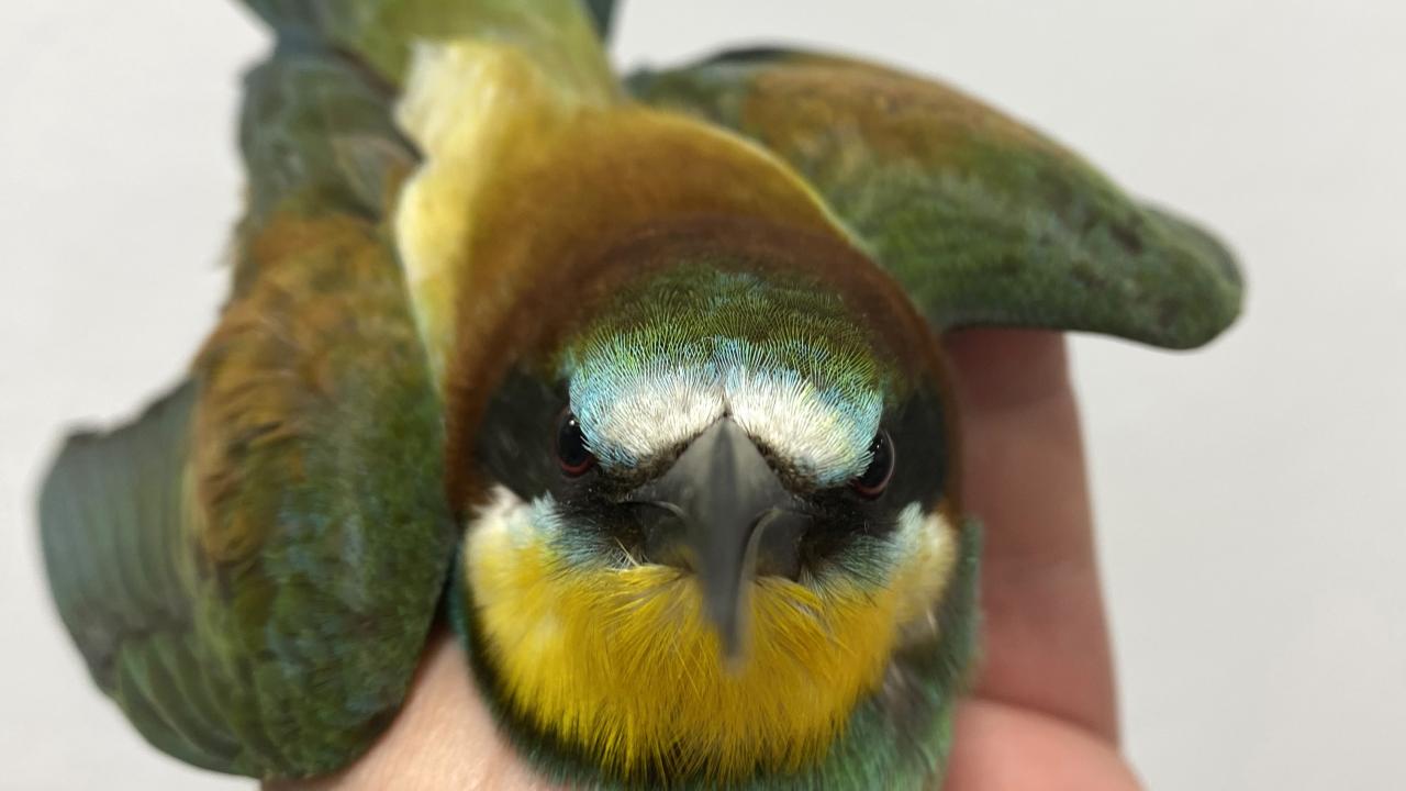 Türkiye üzerinden 5,5 milyon kuş geçiyor