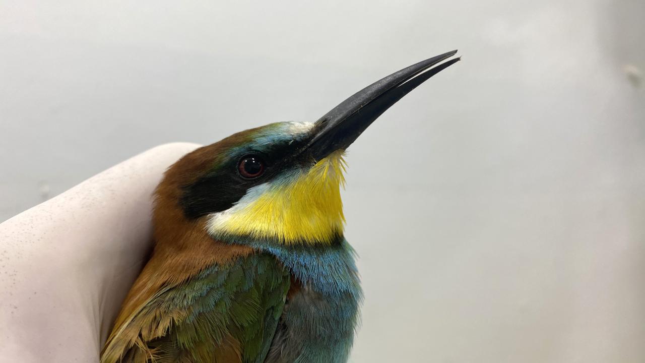 Ateşli silahla yaralananların neredeyse tamamı ölüyor