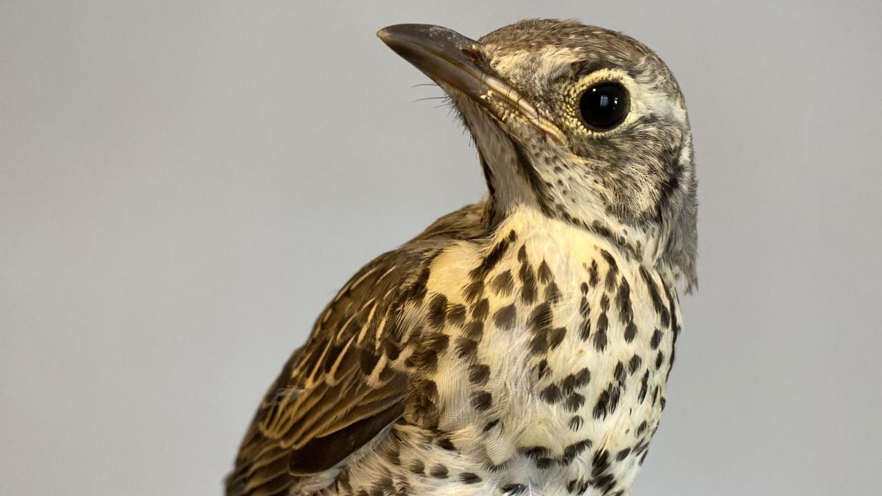 "Karton kutuda, sessizde, stabil tutup hemen uzmanına başvurun"