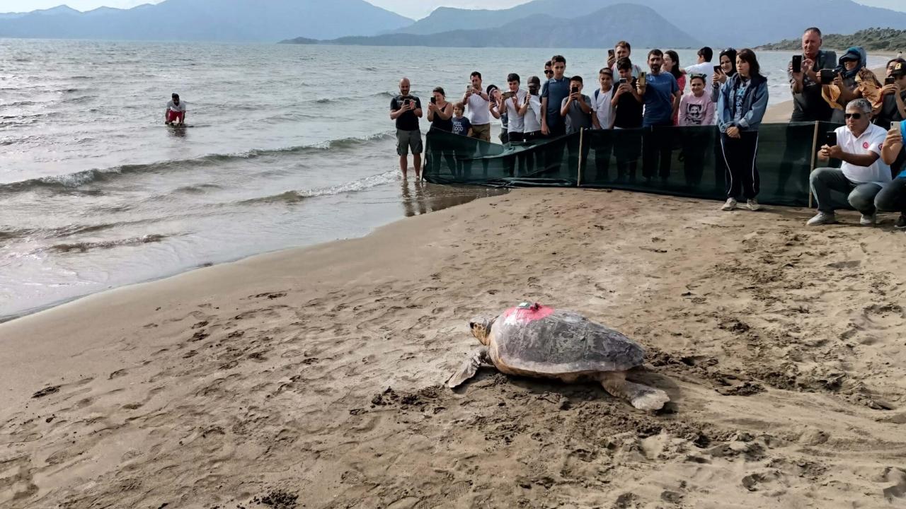 "Tuba, isimli kaplumbağamız Adriyatik Denizine gitti"