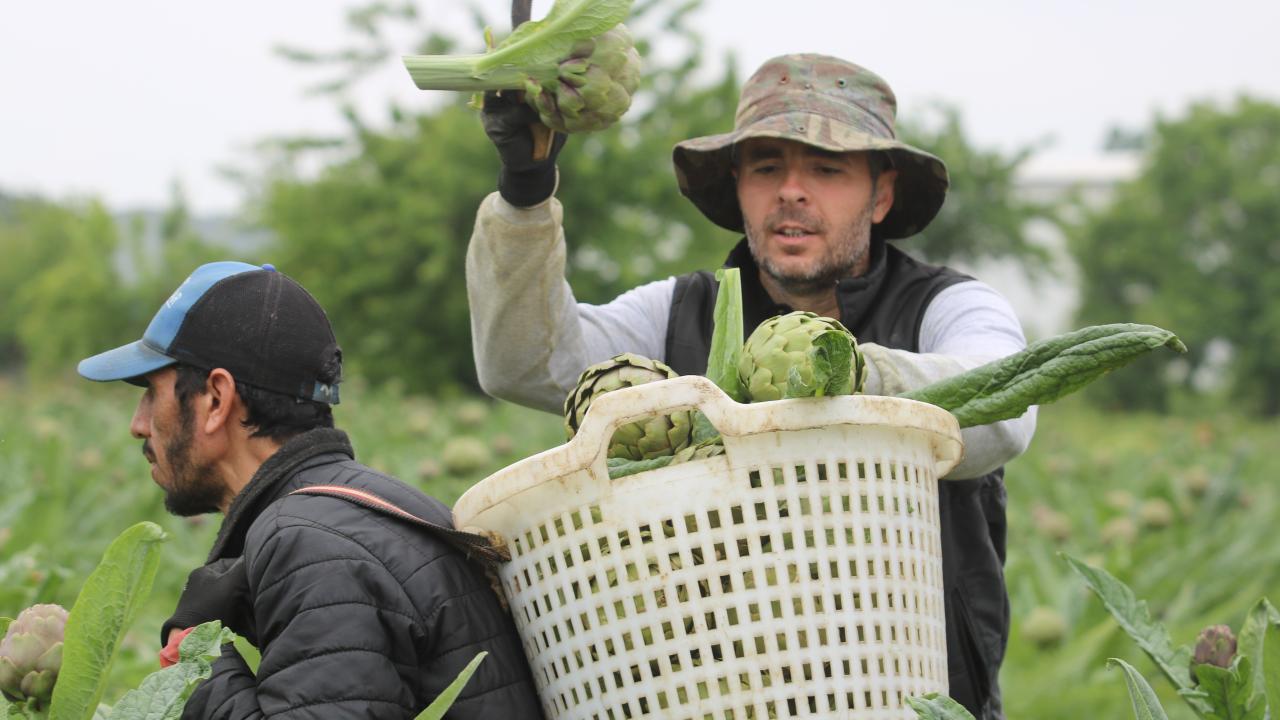 Yılda 250-300 bin enginar üretiliyor
