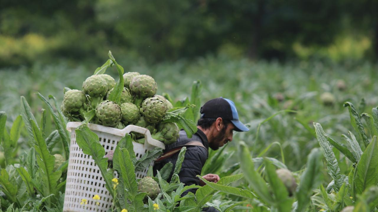 Enginarın faydaları
