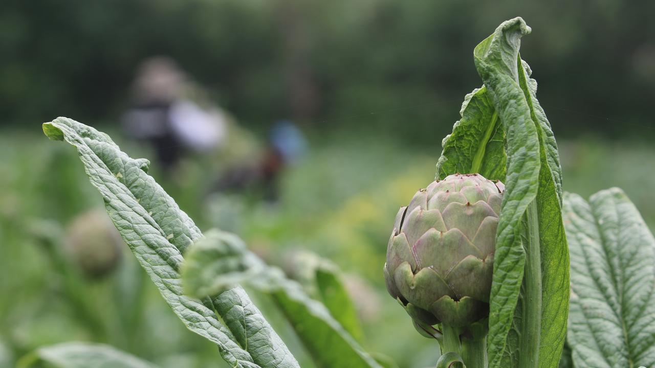 15-20 liradan satılıyor