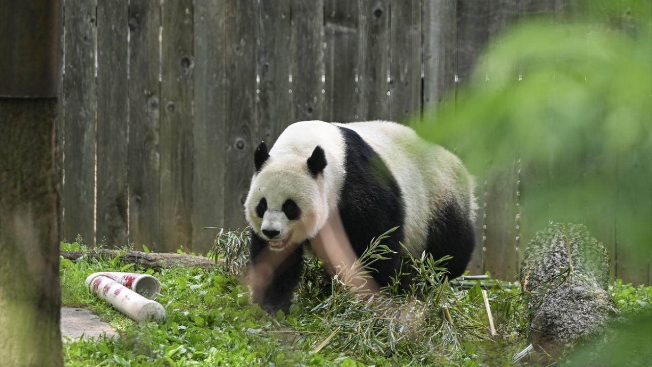 Panda