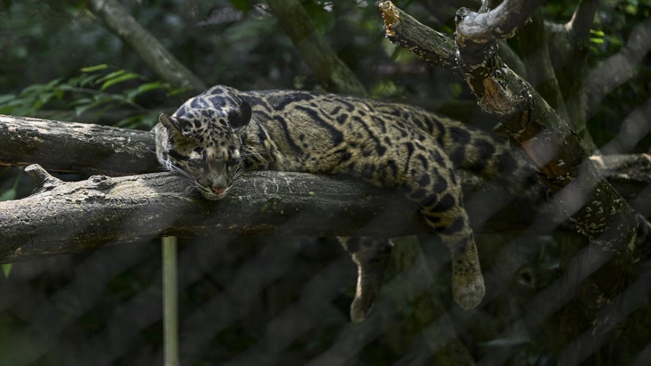 Bulutlu leoparlar 
