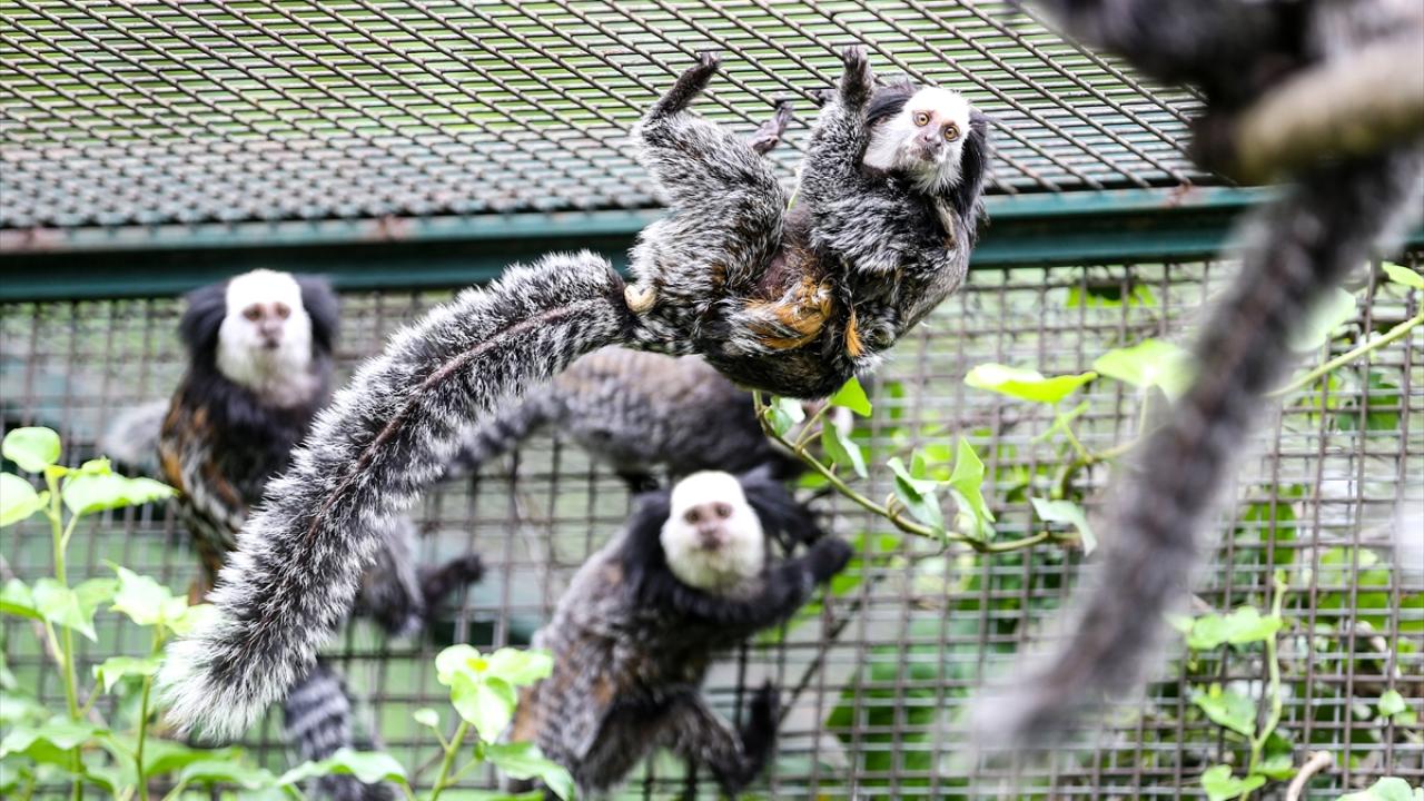 Beyaz yüzlü marmoset maymunu