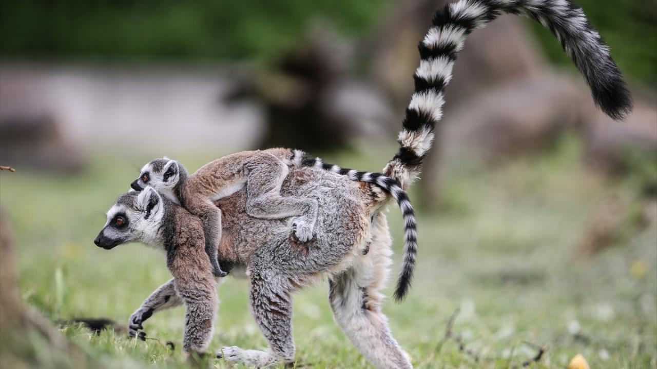 Doğduktan sonra 1-1,5 ay annelerinin karnının altında yaşıyorlar