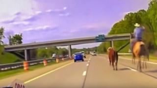 ABD’de eyaletler arası yolda kovboy ile inek arasında kovalamaca