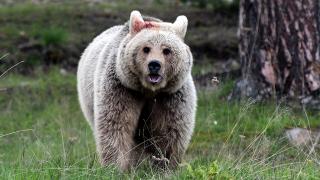 Bozayıların kavgası dronla görüntülendi